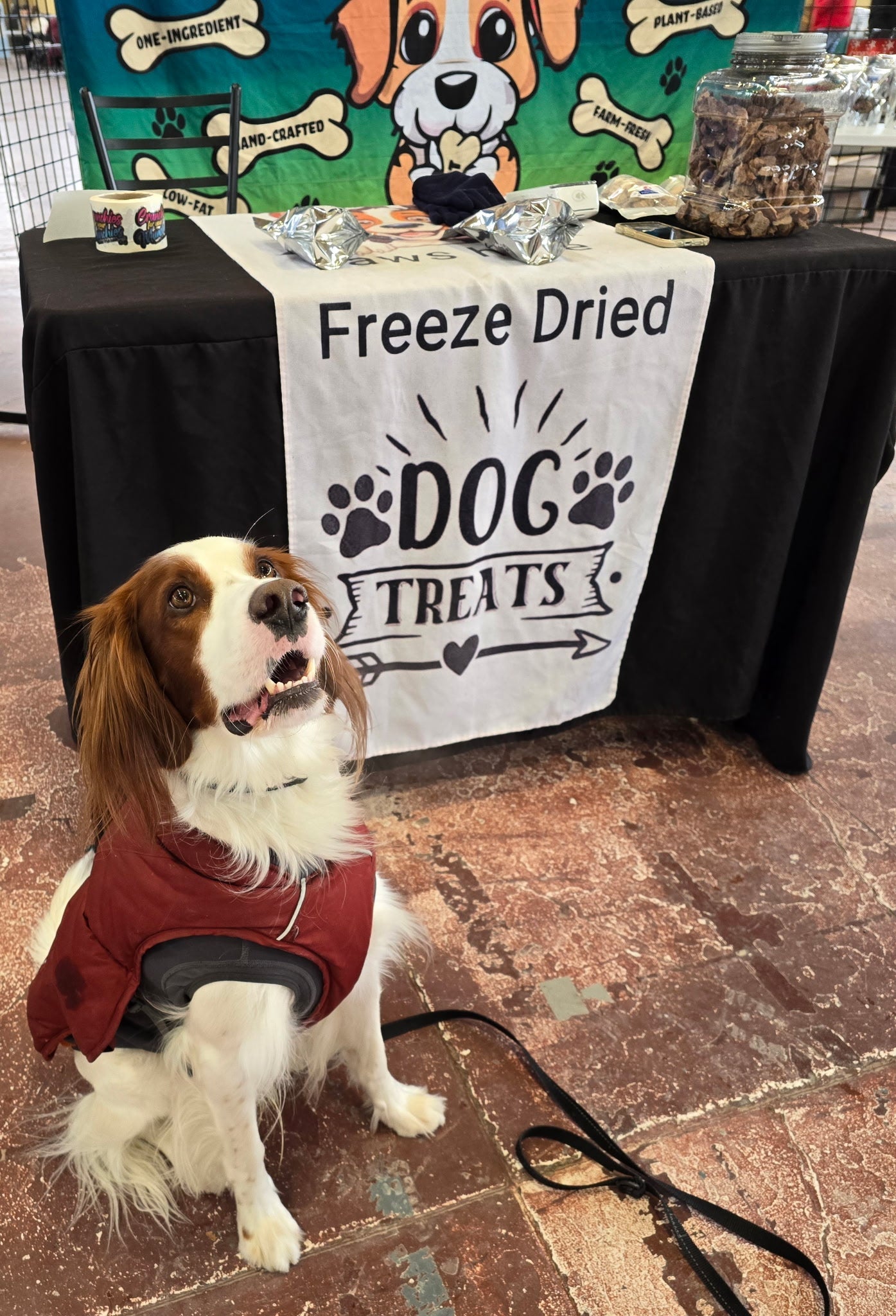 sweet potato dog treats freeze dried
